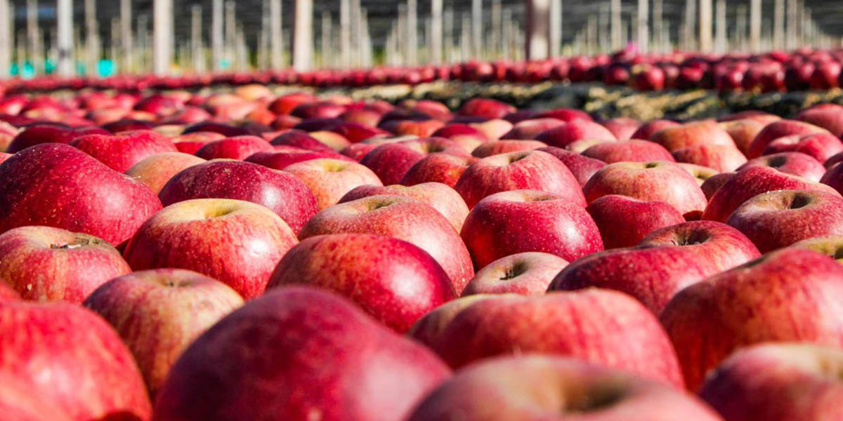 Feolfruit: arriva la prima “Annurca Campana” certificata in blockchain 
